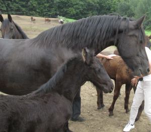 Fresian with colts